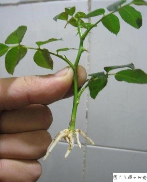 玫瑰秋天怎么养，玫瑰花秋天怎么养才不会枯萎-第8张图片-优品飞百科