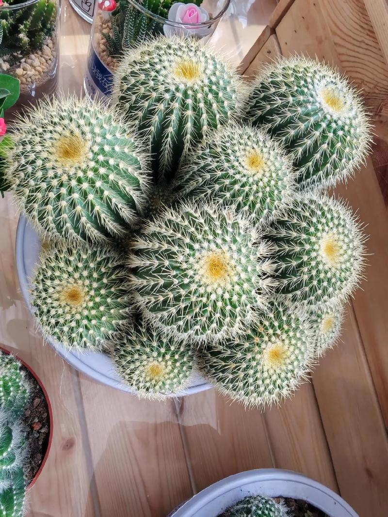 仙人球可以防辐射吗？仙人球可以防辐射吗有毒吗？