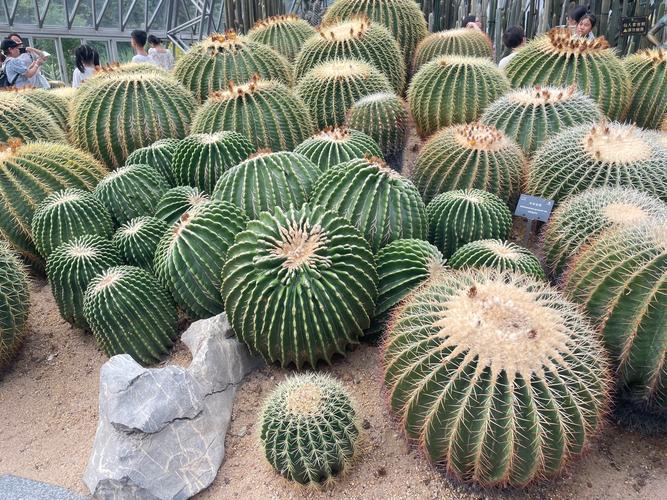 仙人球可以防辐射吗？仙人球可以防辐射吗有毒吗？-第2张图片-优品飞百科