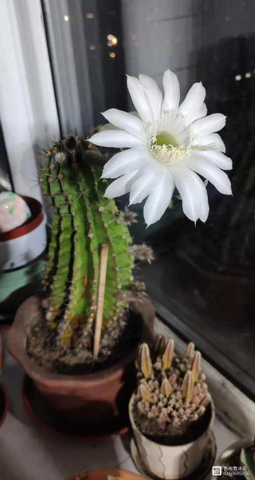 仙人球可以防辐射吗？仙人球可以防辐射吗有毒吗？-第3张图片-优品飞百科