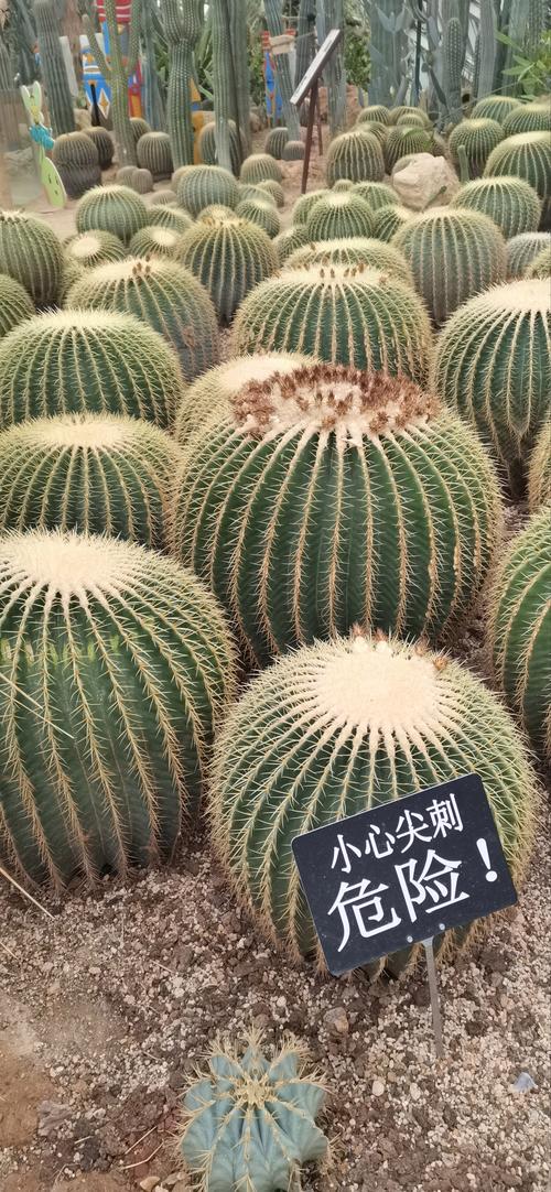 仙人球可以防辐射吗？仙人球可以防辐射吗有毒吗？-第4张图片-优品飞百科
