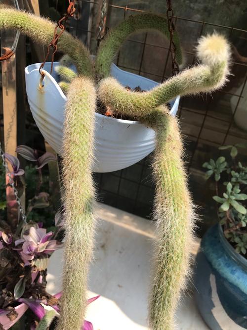 仙人球可以防辐射吗？仙人球可以防辐射吗有毒吗？-第6张图片-优品飞百科