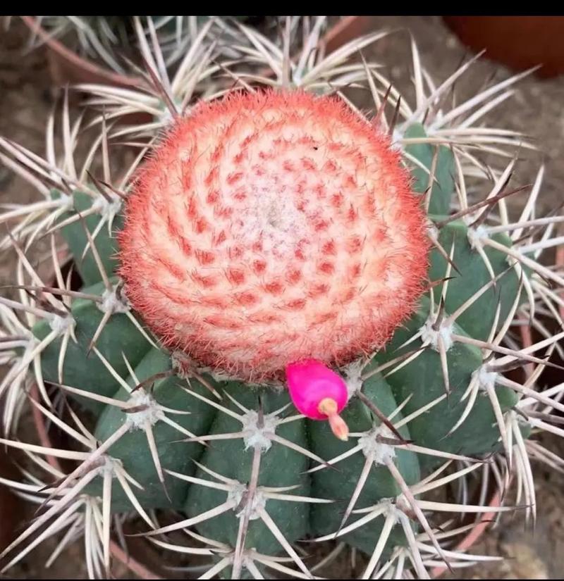 仙人球可以防辐射吗？仙人球可以防辐射吗有毒吗？-第5张图片-优品飞百科