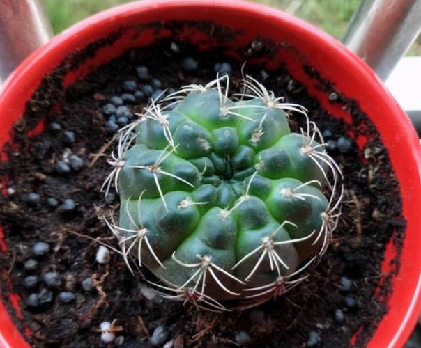 仙人球可以防辐射吗？仙人球可以防辐射吗有毒吗？-第8张图片-优品飞百科