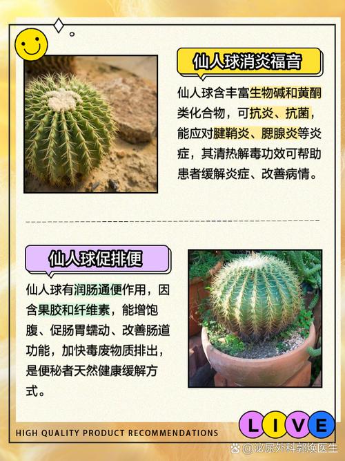 仙人球可以防辐射吗？仙人球可以防辐射吗有毒吗？-第7张图片-优品飞百科