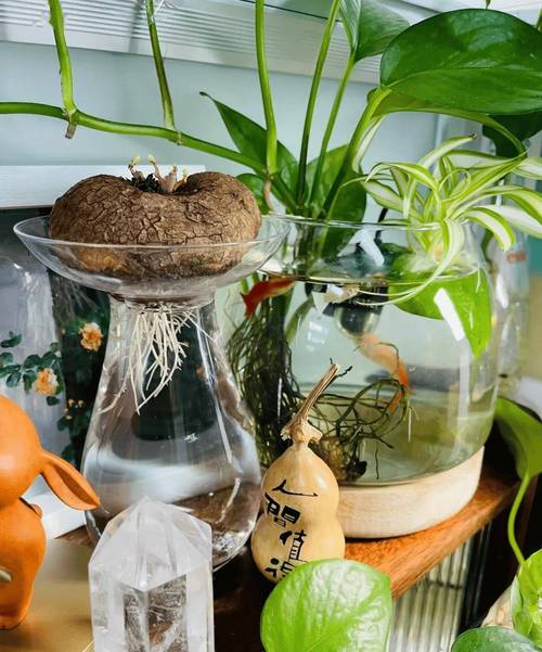 水培绿萝水里放淘米水好吗？绿萝浇淘米水好不好？