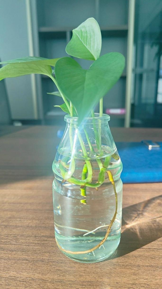 水培绿萝水里放淘米水好吗？绿萝浇淘米水好不好？-第2张图片-优品飞百科