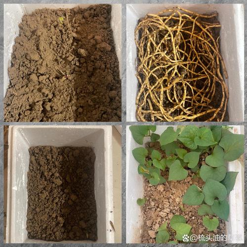 鱼腥草怎么分株种植，鱼腥草的科学种植方法？