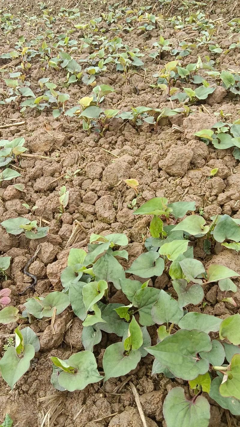 鱼腥草怎么分株种植，鱼腥草的科学种植方法？-第3张图片-优品飞百科