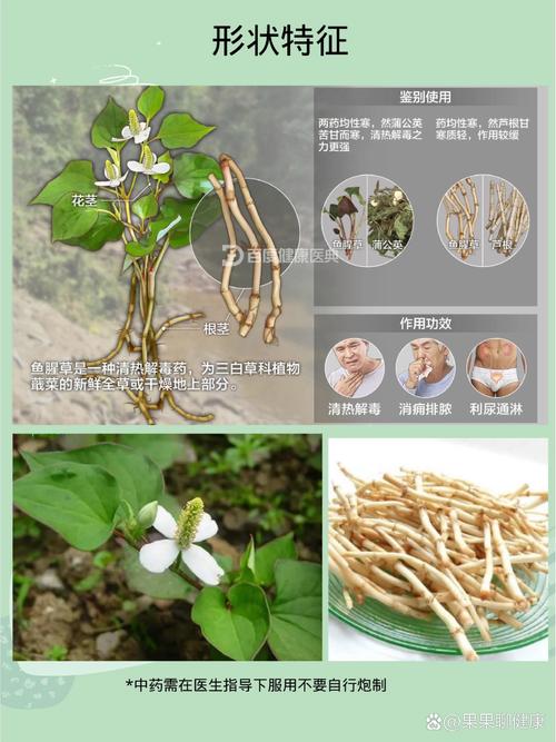 鱼腥草怎么分株种植，鱼腥草的科学种植方法？-第2张图片-优品飞百科