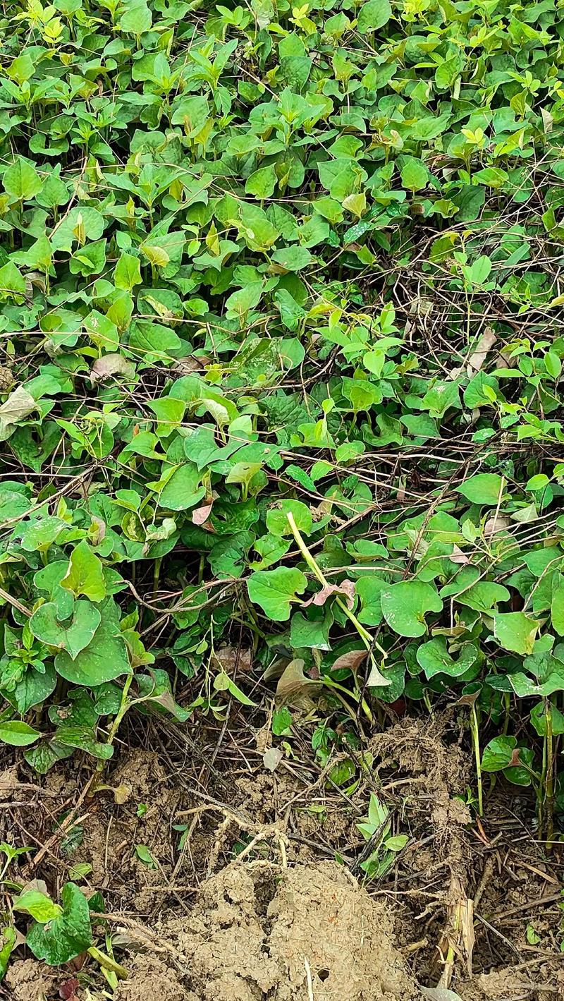 鱼腥草怎么分株种植，鱼腥草的科学种植方法？-第4张图片-优品飞百科