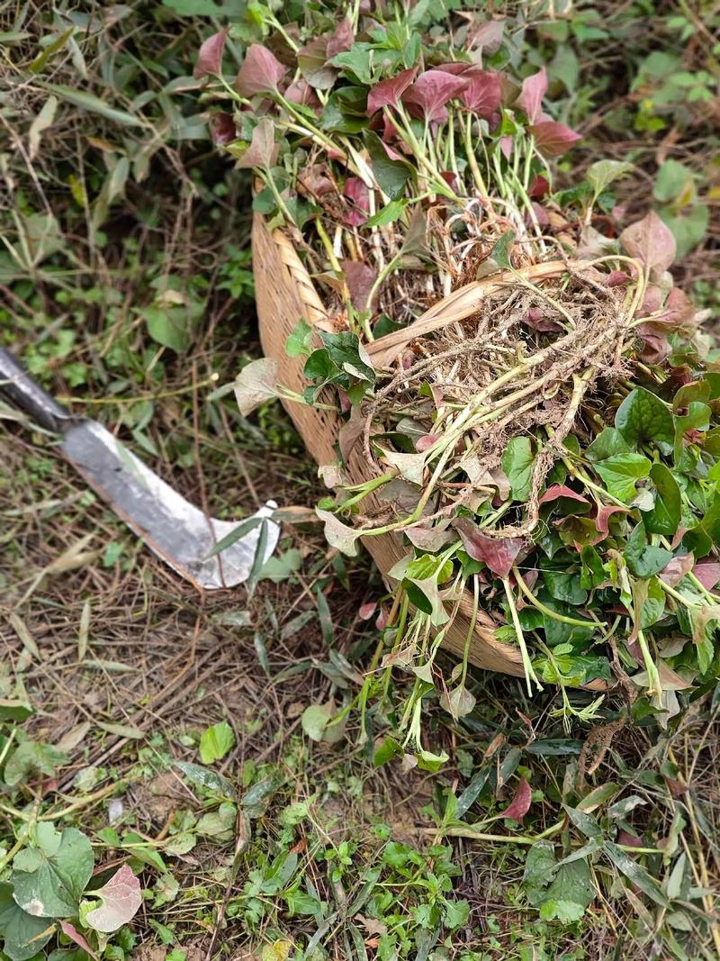 鱼腥草怎么分株种植，鱼腥草的科学种植方法？-第5张图片-优品飞百科