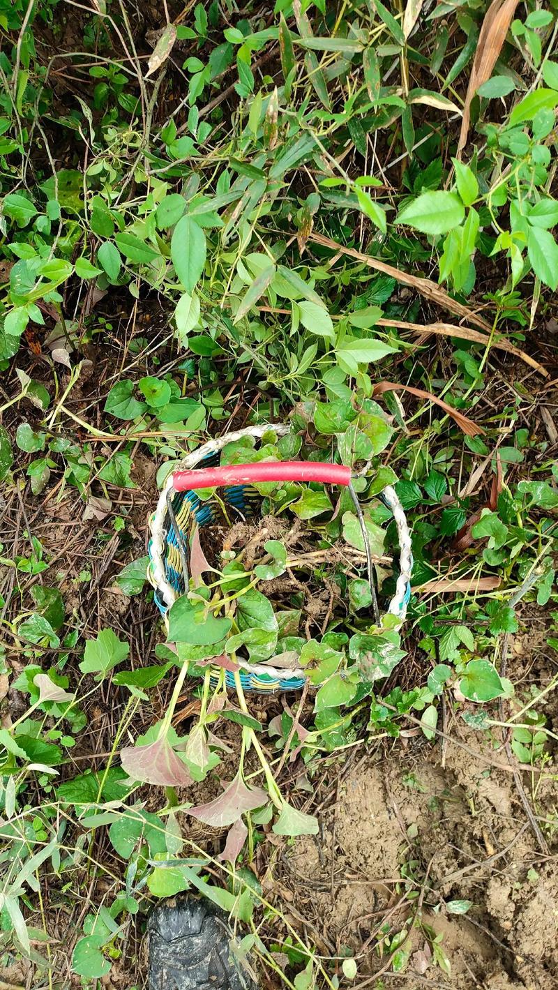 鱼腥草怎么分株种植，鱼腥草的科学种植方法？-第6张图片-优品飞百科