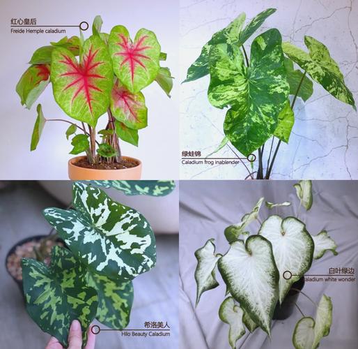 盆栽花叶芋养殖方法，盆栽花叶芋养殖方法图解？