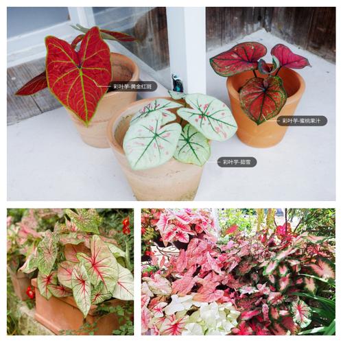 盆栽花叶芋养殖方法，盆栽花叶芋养殖方法图解？-第2张图片-优品飞百科
