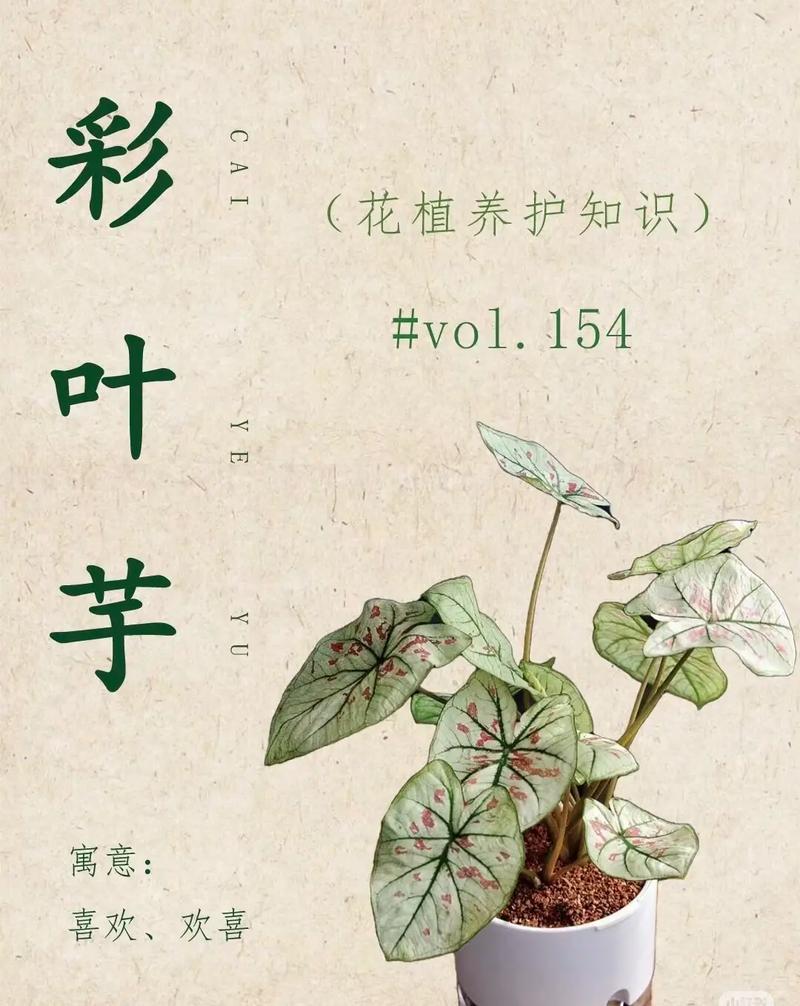 盆栽花叶芋养殖方法，盆栽花叶芋养殖方法图解？-第3张图片-优品飞百科