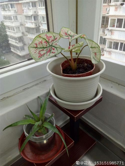 盆栽花叶芋养殖方法，盆栽花叶芋养殖方法图解？-第5张图片-优品飞百科