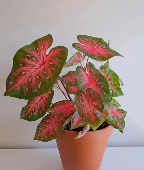 盆栽花叶芋养殖方法，盆栽花叶芋养殖方法图解？-第6张图片-优品飞百科