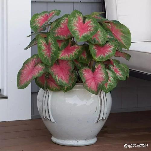 盆栽花叶芋养殖方法，盆栽花叶芋养殖方法图解？-第7张图片-优品飞百科