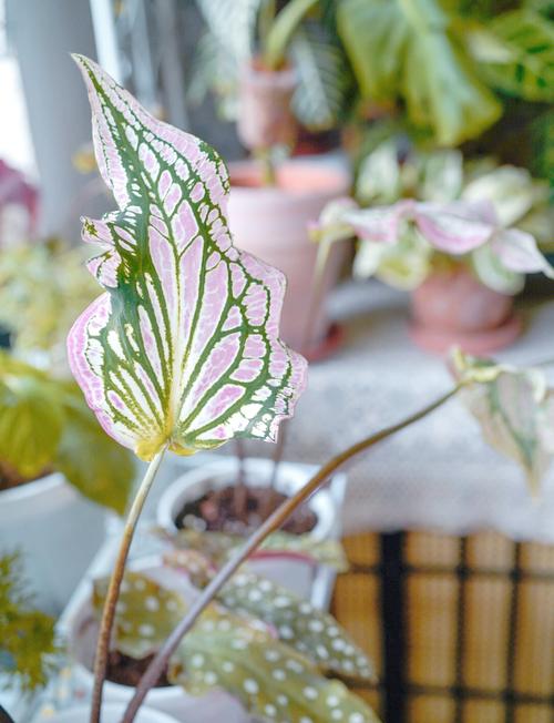 盆栽花叶芋养殖方法，盆栽花叶芋养殖方法图解？-第8张图片-优品飞百科