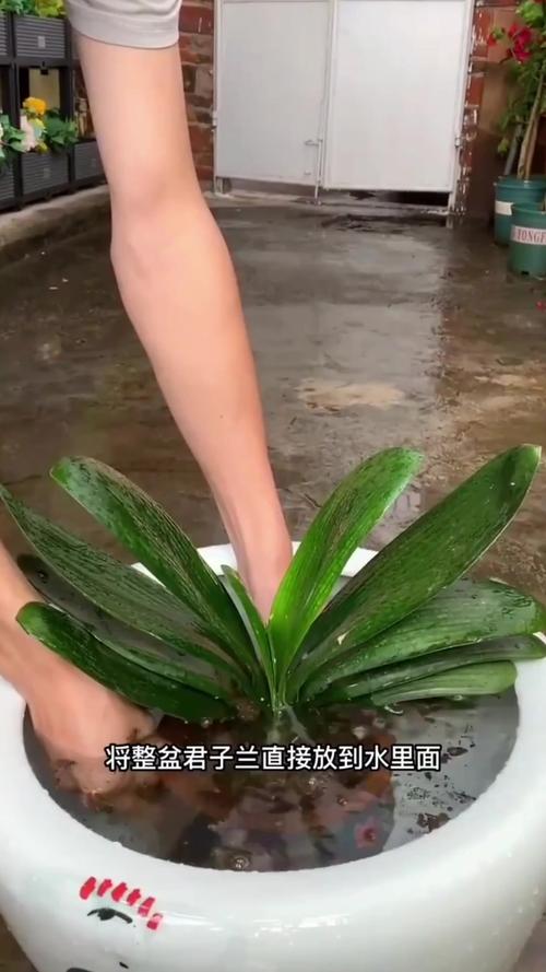 君子兰可以用淘米水吗，君子兰适合浇淘米水吗