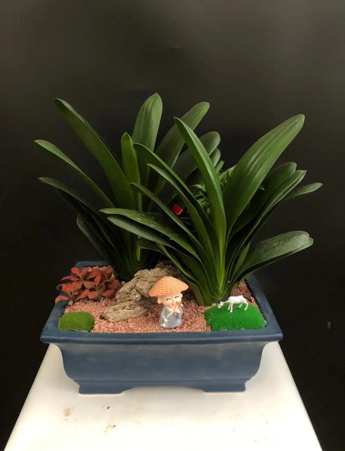 君子兰可以用淘米水吗，君子兰适合浇淘米水吗-第2张图片-优品飞百科