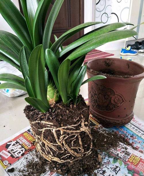 君子兰可以用淘米水吗，君子兰适合浇淘米水吗-第3张图片-优品飞百科