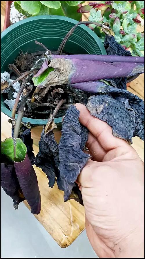 君子兰可以用淘米水吗，君子兰适合浇淘米水吗-第4张图片-优品飞百科