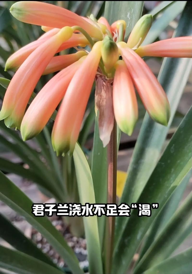 君子兰可以用淘米水吗，君子兰适合浇淘米水吗-第6张图片-优品飞百科