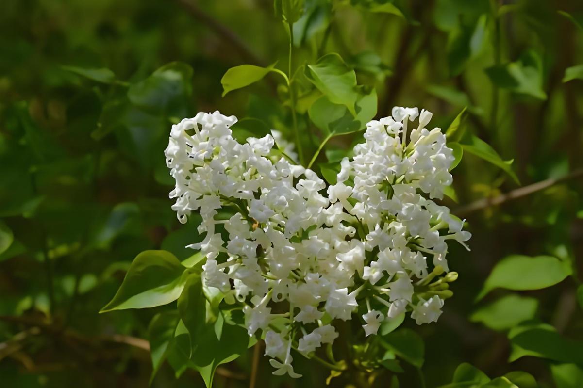 丁香花几天浇一次，丁香花多少天浇一次水