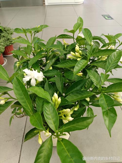 丁香花几天浇一次，丁香花多少天浇一次水-第2张图片-优品飞百科