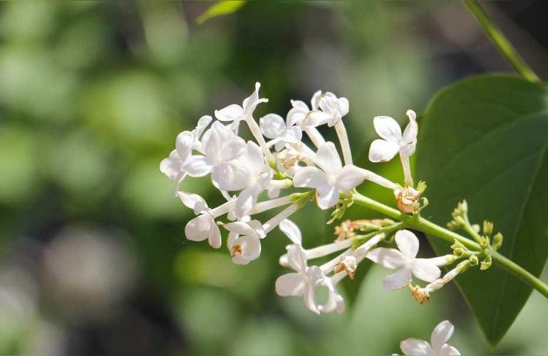丁香花几天浇一次，丁香花多少天浇一次水-第3张图片-优品飞百科