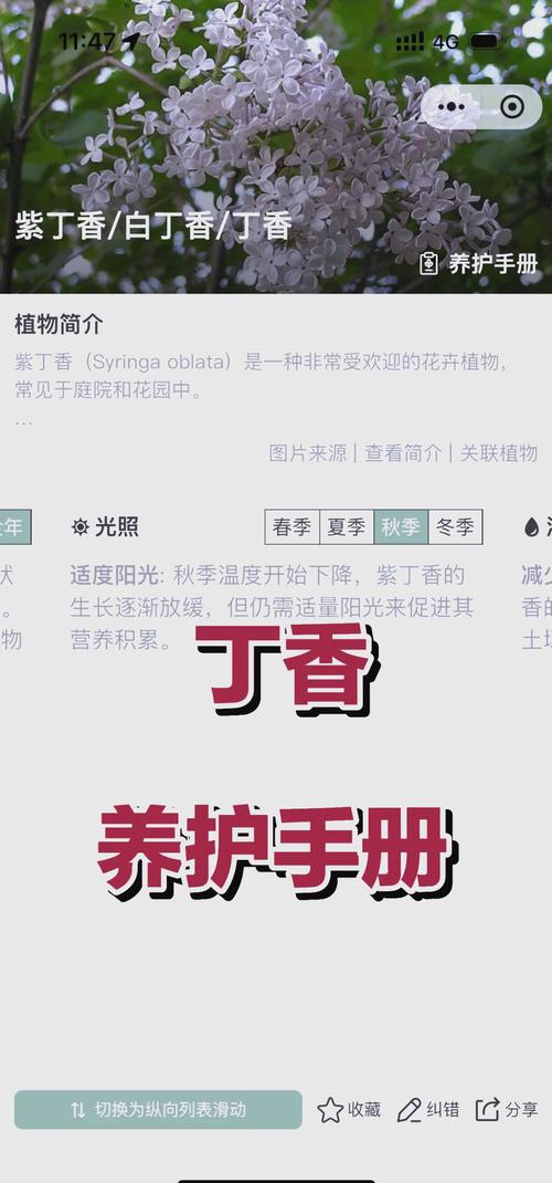 丁香花几天浇一次，丁香花多少天浇一次水-第4张图片-优品飞百科