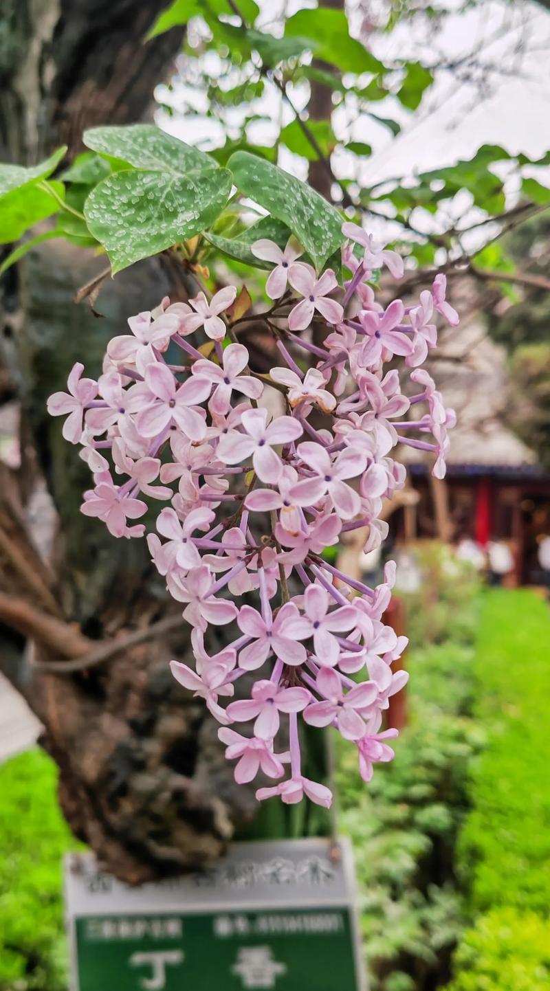 丁香花几天浇一次，丁香花多少天浇一次水-第7张图片-优品飞百科