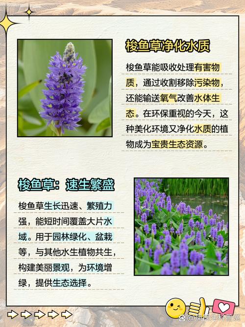 梭鱼草怎么养殖？梭鱼草观赏价值？