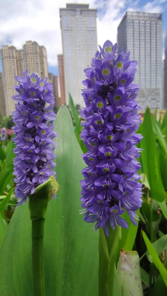 梭鱼草怎么养殖？梭鱼草观赏价值？-第2张图片-优品飞百科