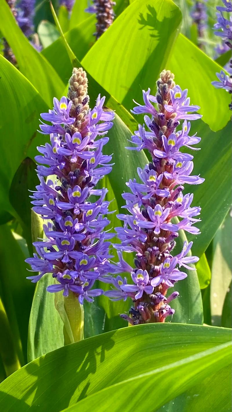 梭鱼草怎么养殖？梭鱼草观赏价值？-第3张图片-优品飞百科