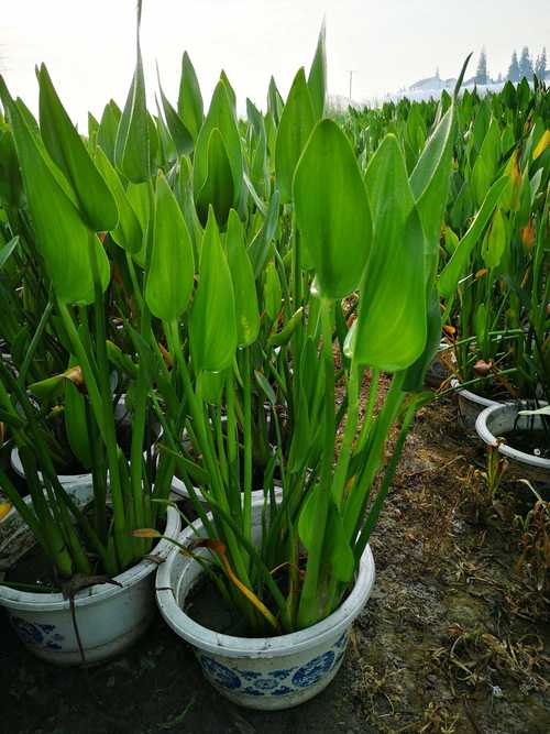 梭鱼草怎么养殖？梭鱼草观赏价值？-第5张图片-优品飞百科