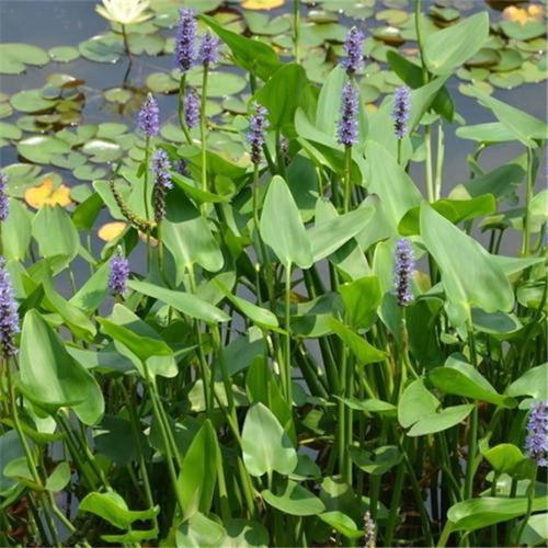 梭鱼草怎么养殖？梭鱼草观赏价值？-第6张图片-优品飞百科