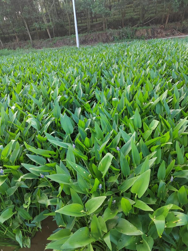 梭鱼草怎么养殖？梭鱼草观赏价值？-第7张图片-优品飞百科