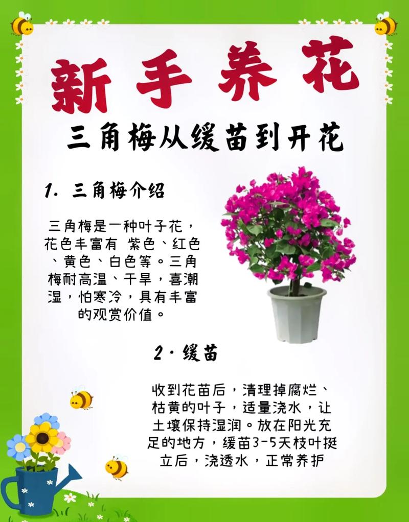 三角梅缓苗期多长时间，三角梅缓苗期需要剪掉花吗