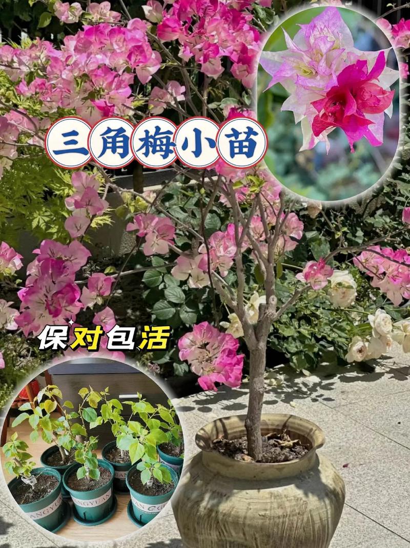 三角梅缓苗期多长时间，三角梅缓苗期需要剪掉花吗-第3张图片-优品飞百科