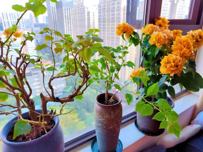 三角梅缓苗期多长时间，三角梅缓苗期需要剪掉花吗-第4张图片-优品飞百科