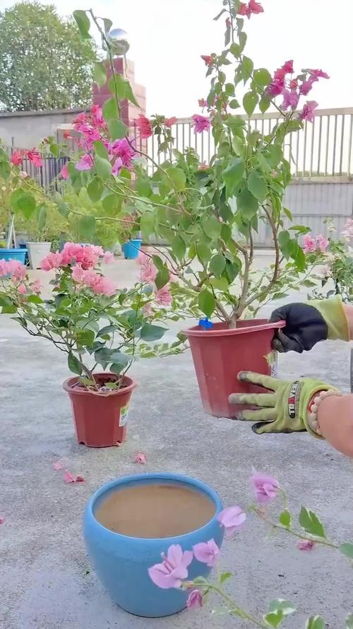 三角梅缓苗期多长时间，三角梅缓苗期需要剪掉花吗-第5张图片-优品飞百科