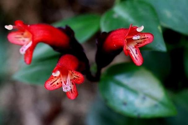 口红花的繁殖方法，口红花的繁殖方法图解