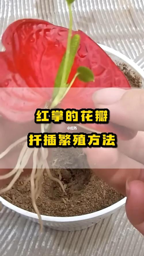 口红花的繁殖方法，口红花的繁殖方法图解-第2张图片-优品飞百科