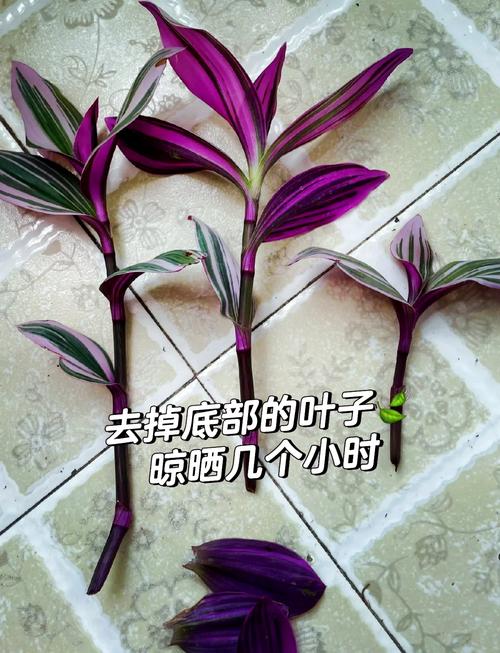 口红花的繁殖方法，口红花的繁殖方法图解-第3张图片-优品飞百科