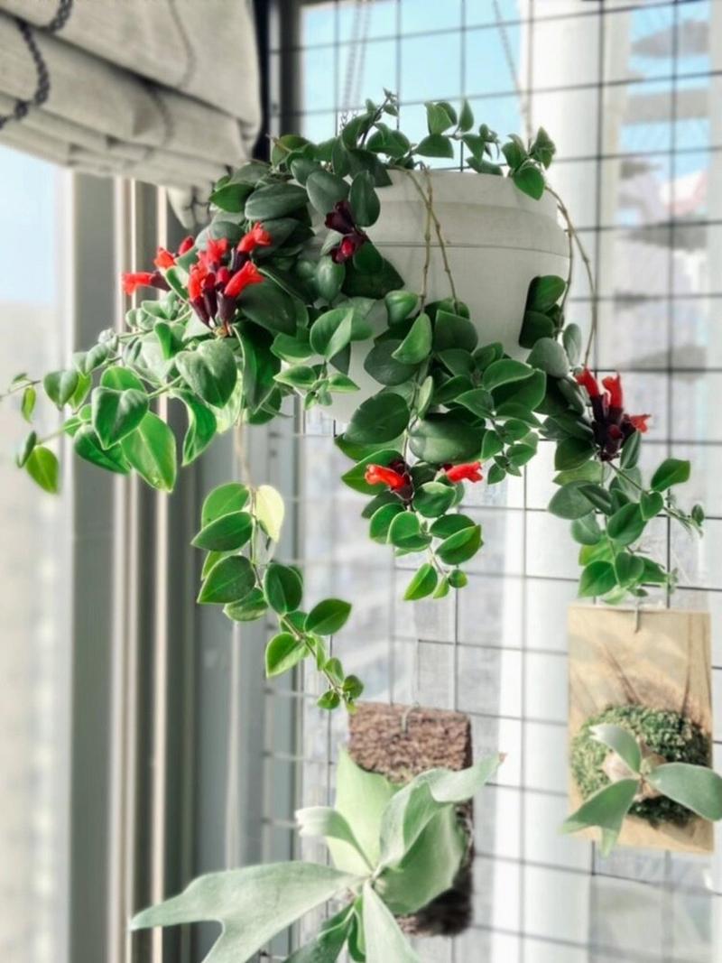 口红花的繁殖方法，口红花的繁殖方法图解-第5张图片-优品飞百科