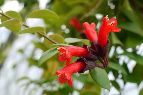 口红花的繁殖方法，口红花的繁殖方法图解-第7张图片-优品飞百科