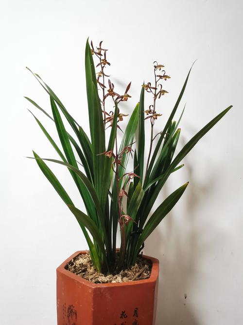 墨兰如何换土，墨兰换盆方法？